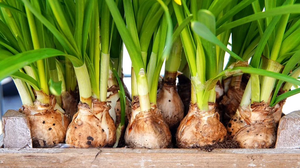 Green Daffodil Bulbs Leaves Soil
