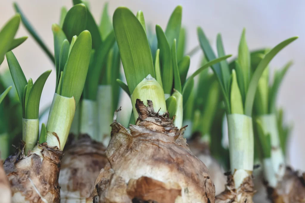 Green Daffodil Shoots Bulbs Fresh Growth