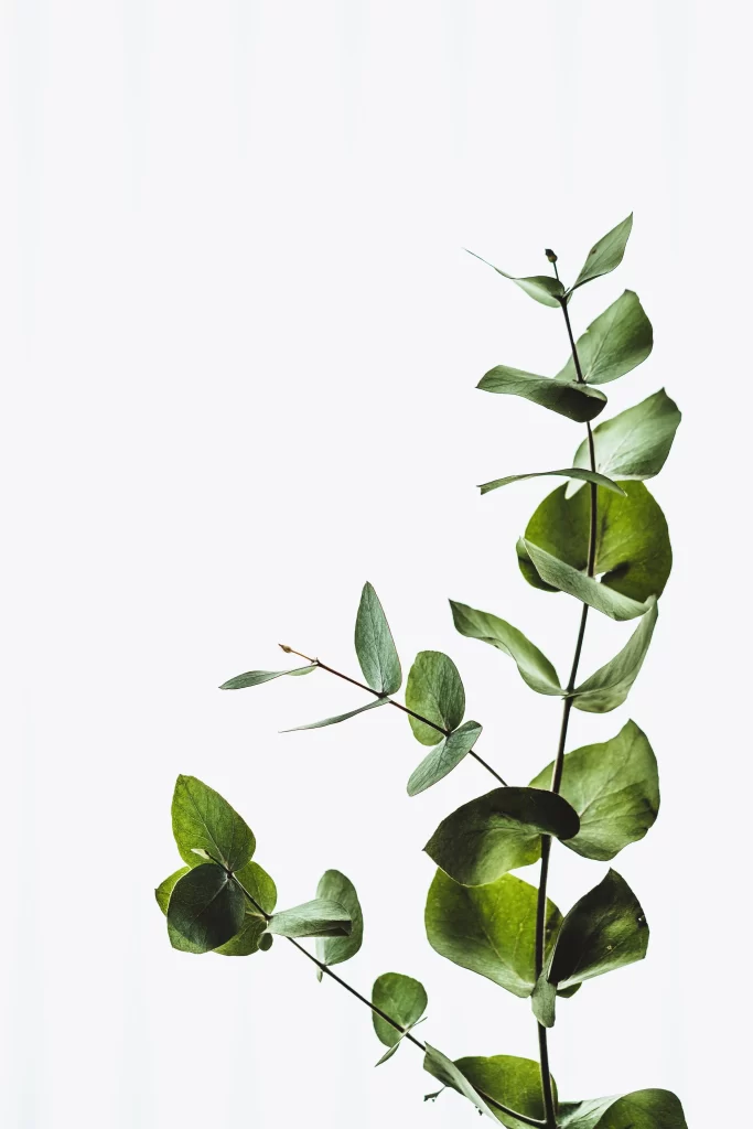 Green Leaves Branch Nature
