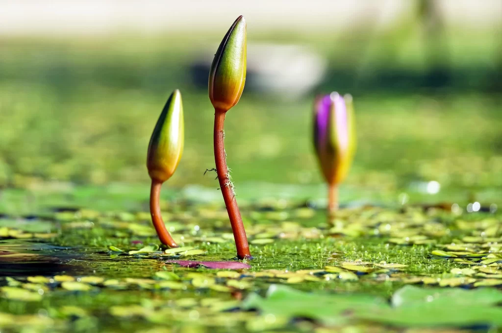 Green Lily Bud Purple Petal Water Surface