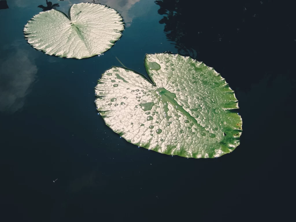 Green Lily Pad Round Water Surface
