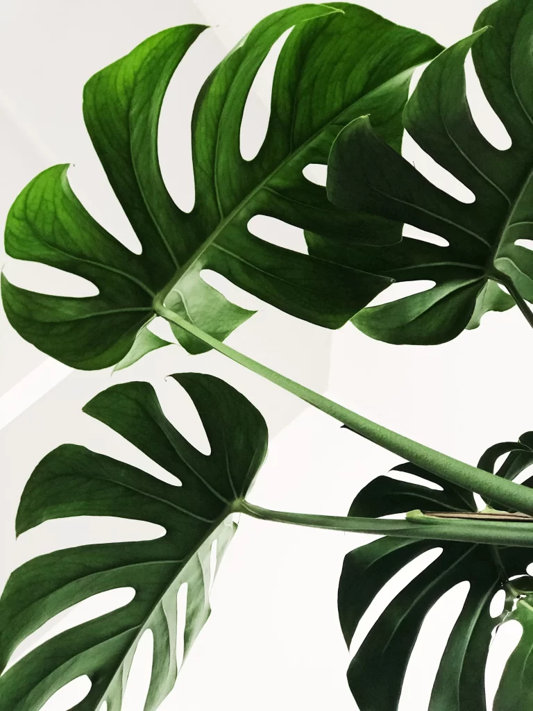 Green Monstera Leaves Nature Pattern