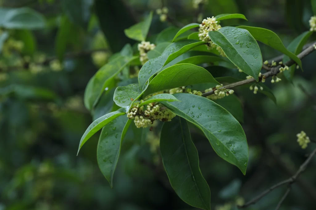 Green Osmanthus Blooming Petals Dewdrops Nature