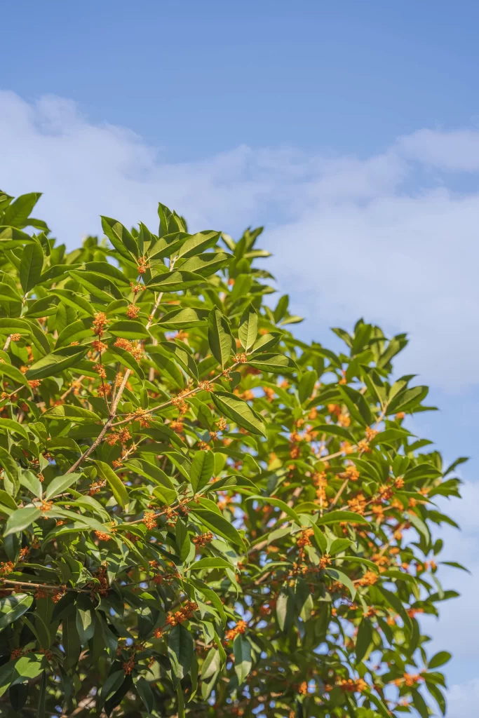 Green Osmanthus Orange Blooms Dense Leaves Blue Sky