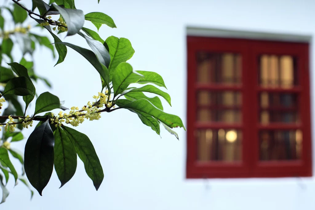 Green Osmanthus Yellow Blooms Leaves