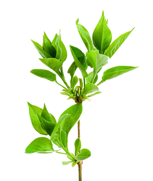Green Plant Leaves Nature