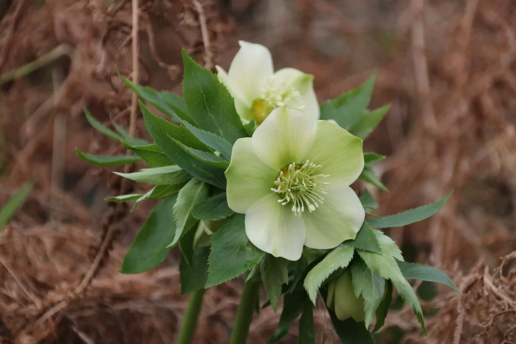 Green Primrose Petals Yellow Center Nature