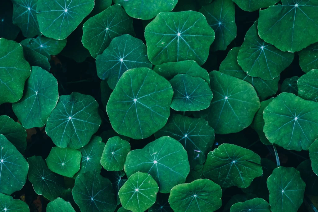Green Primrose Rounded Leaves Veins