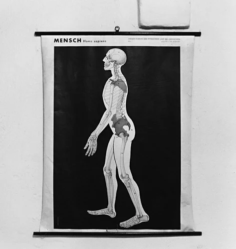 Human Anatomy Skeleton Black White Minimalist Educational