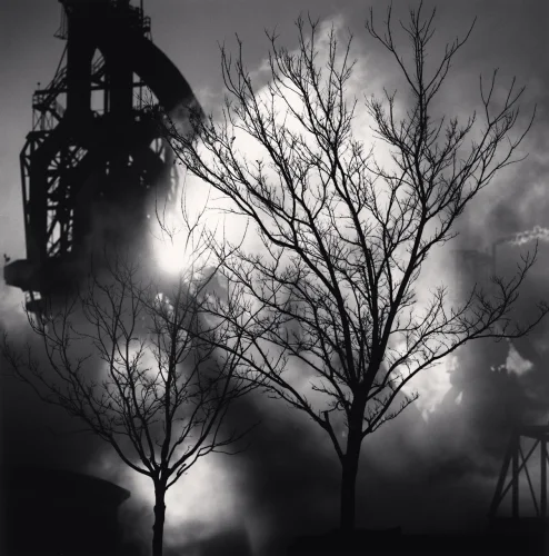 Industrial Trees Silhouetted Foggy High Contrast Moody Atmospheric