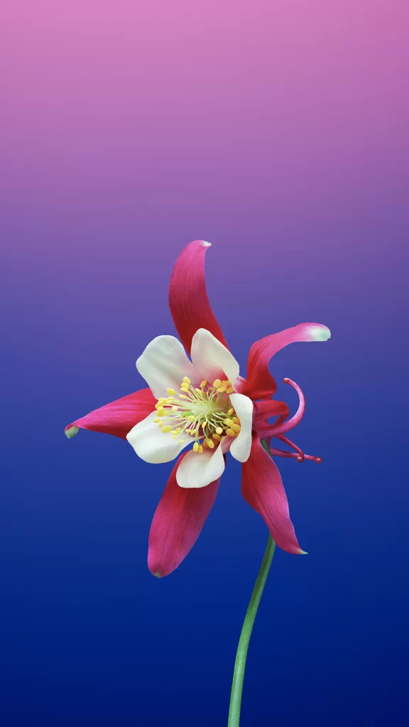 iOS 11 Wallpaper Pink Blue Gradient