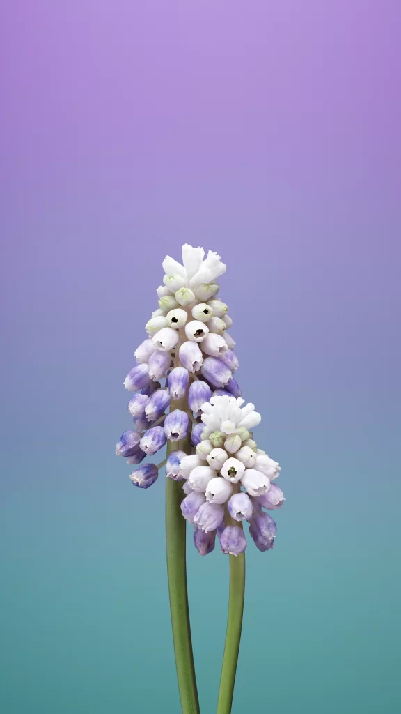 iOS 11 Wallpaper Purple Green Gradient