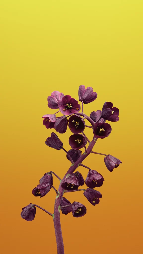 iOS 11 Wallpaper Purple Yellow Gradient