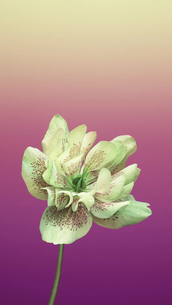 iOS 11 Wallpaper Yellow Pink Gradient