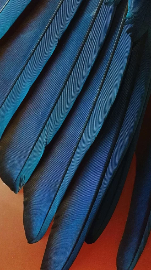 iOS 12 Wallpaper Blue Feather Nature
