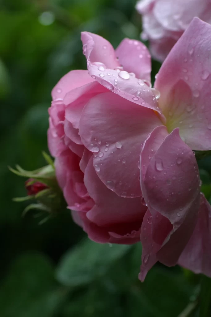 iOS 4 Wallpaper Pink Green 04