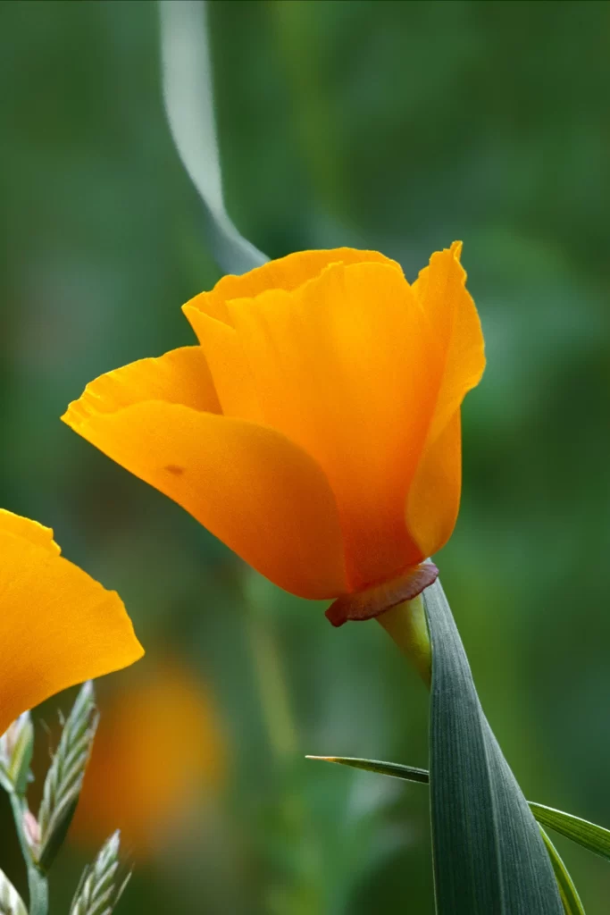 iOS 4 Wallpaper Yellow Green Nature