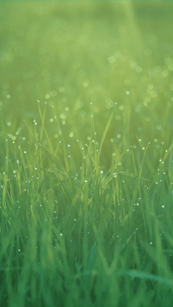 iOS 7 Wallpaper Green Nature Dewdrops