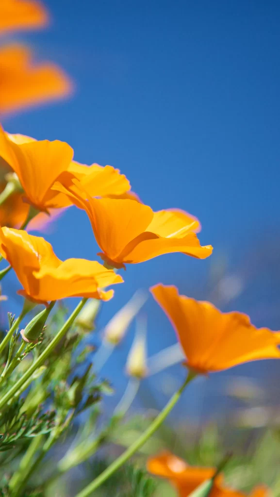 iOS 7 Wallpaper Orange Blue Nature