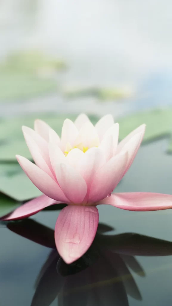 iOS 7 Wallpaper Pink White Nature