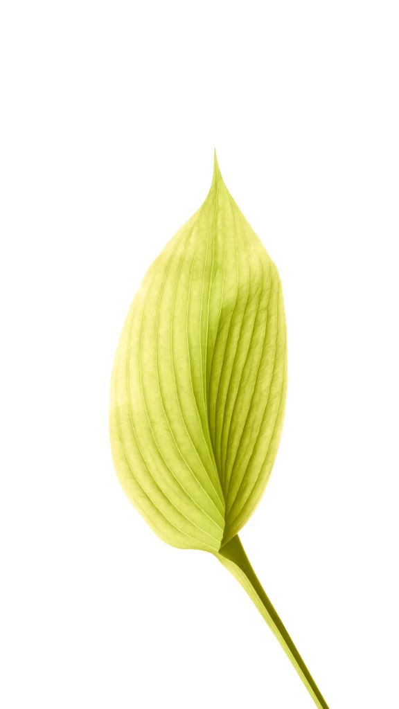 iOS 8 Wallpaper Green Leaf Nature