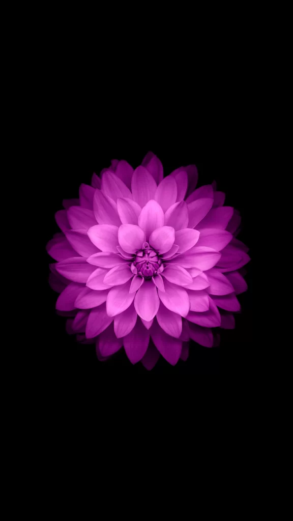 iOS 8 Wallpaper Pink Purple Flower