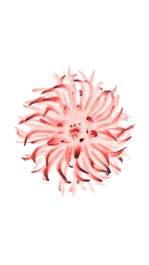 iOS 8 Wallpaper Pink Red Nature