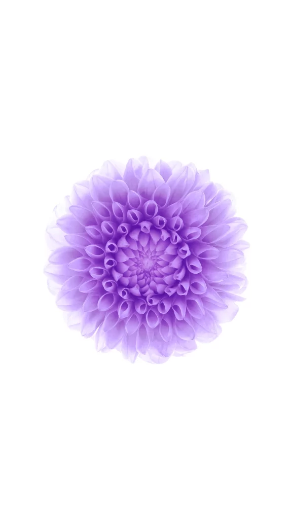 iOS 8 Wallpaper Purple Flower Nature