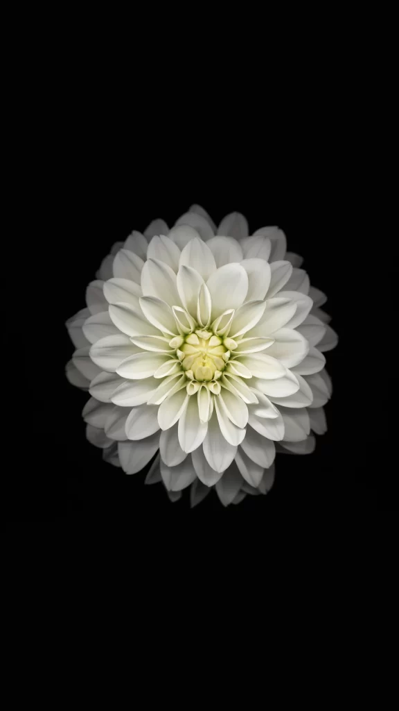 iOS 8 Wallpaper White Black Nature