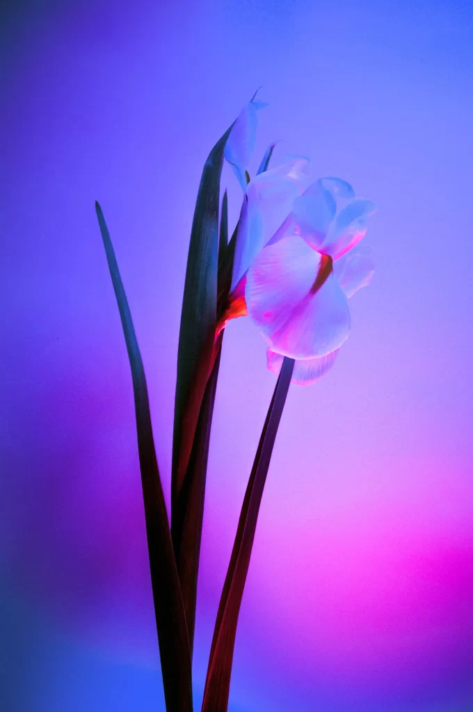 Iris Purple White Petals Stalk