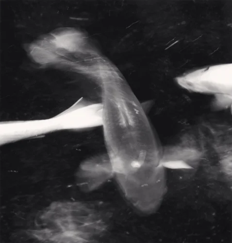 Koi Fish High Contrast Dramatic Nature