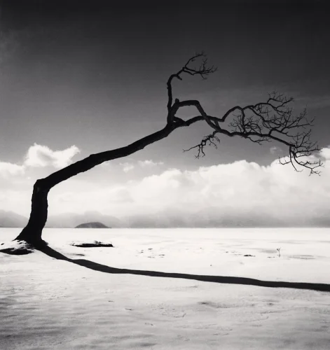 Landscape Dramatic High Contrast Minimalist Snowy Tree