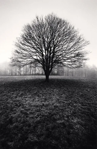 Landscape Foggy Dramatic Textured High Contrast Mysterious