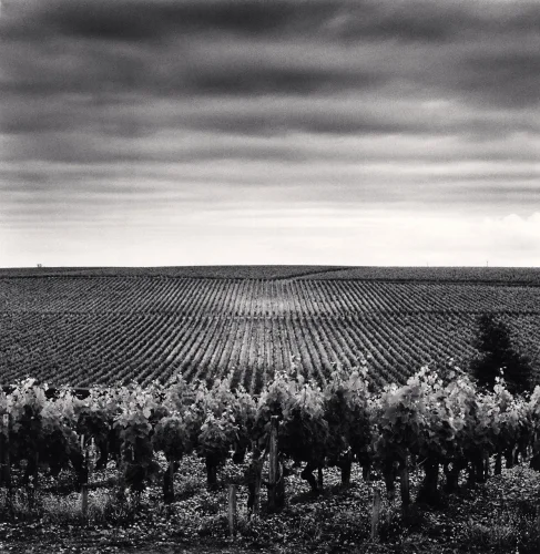 Landscape Rows Dramatic Textured High Contrast Moody