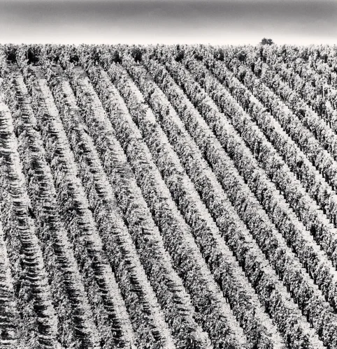 Landscape Rows Symmetrical Patterned High Contrast Monochrome