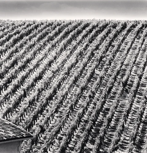 Landscape Rows Symmetrical Vineyard High Contrast Monochrome