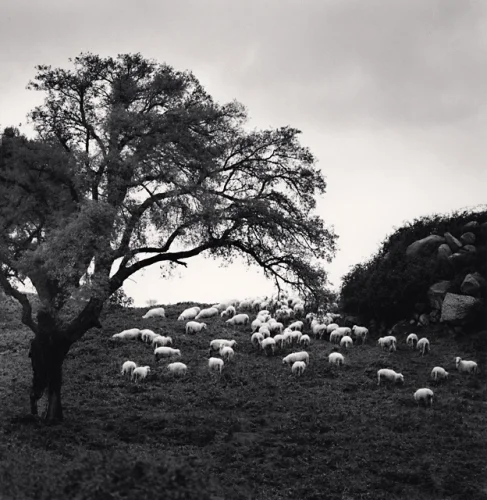 Landscape Sheep Tree Dramatic Textured High Contrast Moody