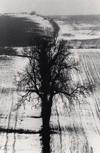 Landscape Snowy Tree Silhouette Minimalist High Contrast Mysterious