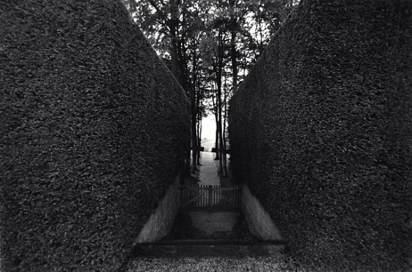 Landscape Symmetrical Pathway Trees Minimalist High Contrast Mysterious