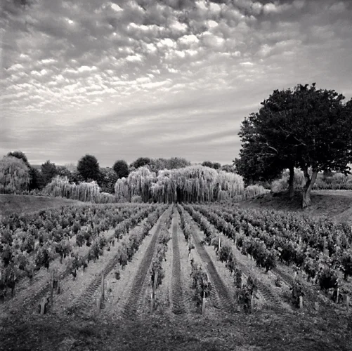 Landscape Vineyard Rows Trees Dramatic High Contrast Moody