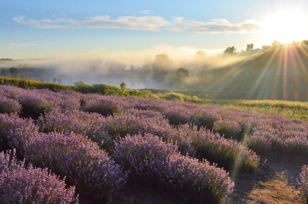 Lavender Purple Blooms Field Sunlight Mist