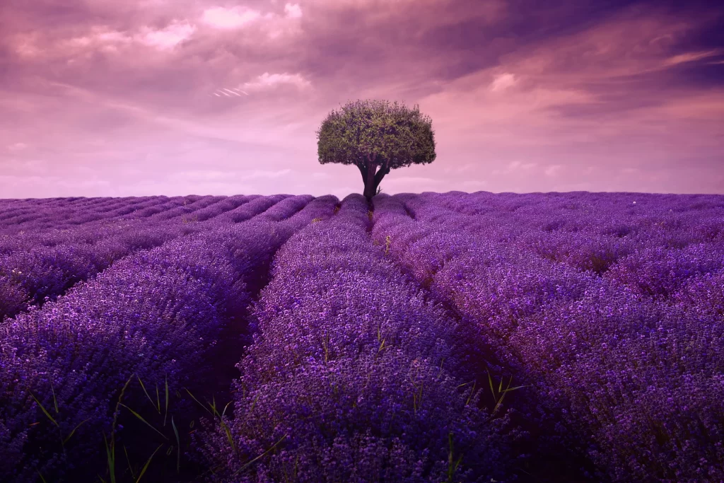Lavender Purple Blooms Field Tree Sky