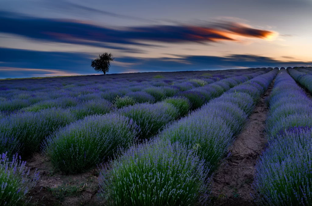 Lavender Purple Bushes Sunset Sky
