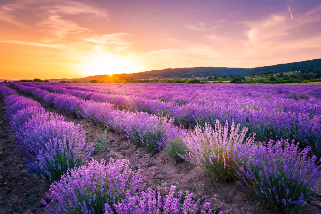 Lavender Sunset Blooms Rows Hills Sky