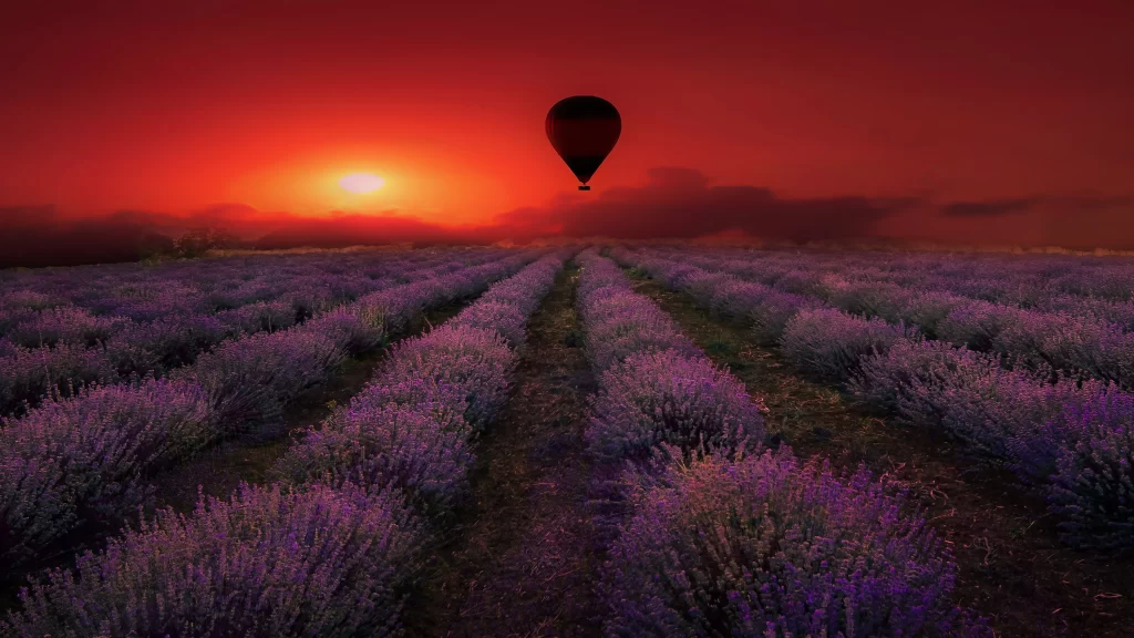 Lavender Sunset Rows Purple Blooms