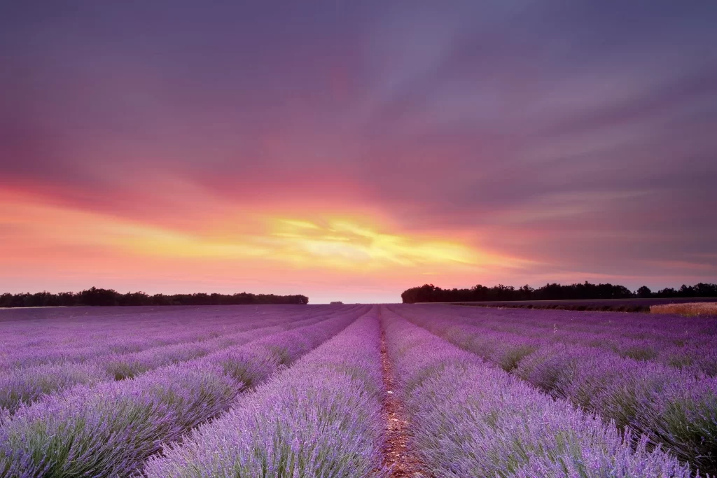 Lavender Sunset Rows Purple Blooms Horizon