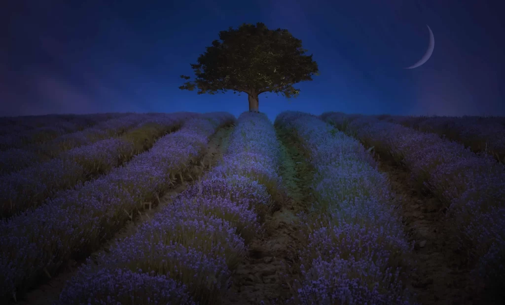 Lavender Twilight Moonlit Field Silhouette