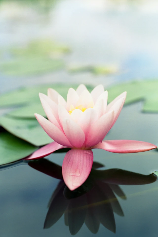 Lotus Flower Pink Green Nature