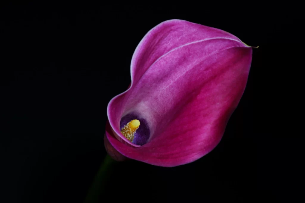 Magenta Calla Lily Petals Yellow Spadix Dark Background