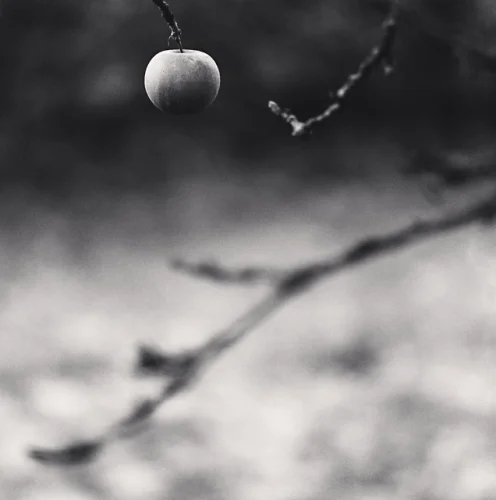 Minimalist Apple Branch High Contrast Nature